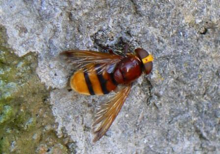 Volucella zonaria (Syrphidae)